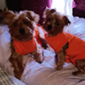 Meet your Posher, Angel